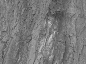 나무껍질 텍스처 팩 CG 텍스쳐