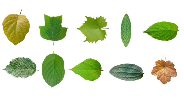 leaf texture 10 pack CG Текстуры .c4d .max .obj .3ds .fbx .stl .blend 