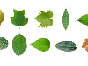 葉のテクスチャー 10個パック CG テクスチャ