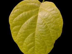 trama delle foglie, confezione da 10 CG Textures