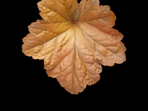 trama delle foglie, confezione da 10 CG Textures