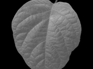 trama delle foglie, confezione da 10 CG Textures