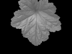 trama delle foglie, confezione da 10 CG Textures