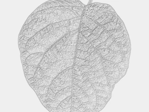 trama delle foglie, confezione da 10 CG Textures