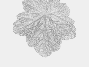 trama delle foglie, confezione da 10 CG Textures