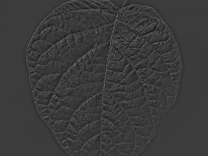 leaf texture 10 pack CG Текстуры