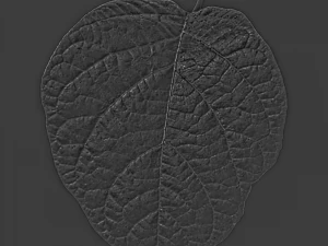 trama delle foglie, confezione da 10 CG Textures