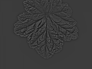 leaf texture 10 pack CG Текстуры
