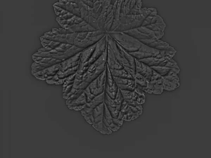 trama delle foglie, confezione da 10 CG Textures