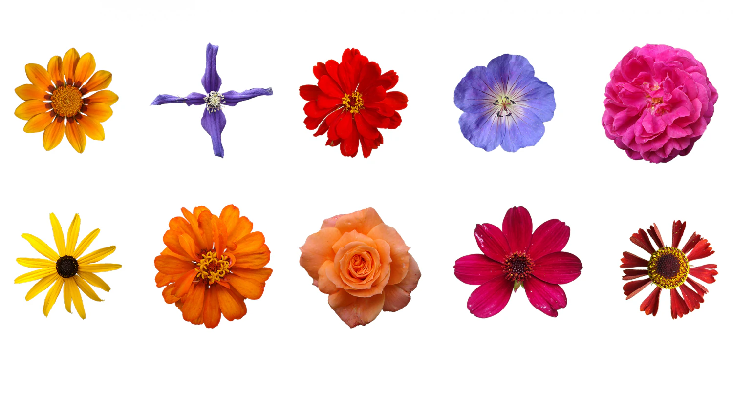 tekstur bunga 10 bungkus Tekstur CG .c4d .max .obj .3ds .fbx .stl .blend 