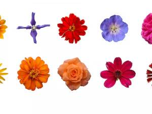 Цветочная текстура 10 шт. CG Текстуры