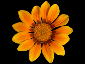 flower texture 10 pack CG Текстури