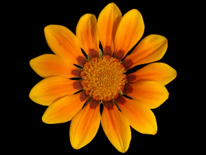 tekstur bunga 10 bungkus Tekstur CG