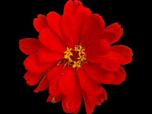 flower texture 10 pack CG Текстури