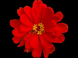 tekstur bunga 10 bungkus Tekstur CG