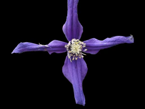 tekstur bunga 10 bungkus Tekstur CG