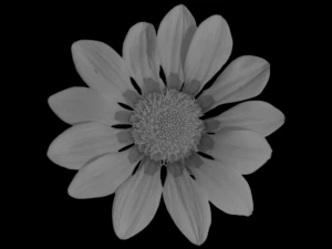 tekstur bunga 10 bungkus Tekstur CG