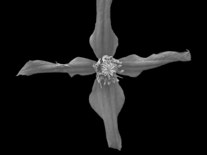 tekstur bunga 10 bungkus Tekstur CG