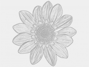 flower texture 10 pack CG Текстури