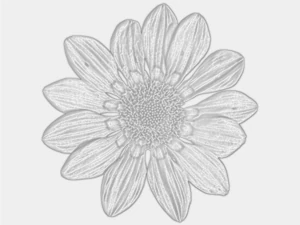 tekstur bunga 10 bungkus Tekstur CG