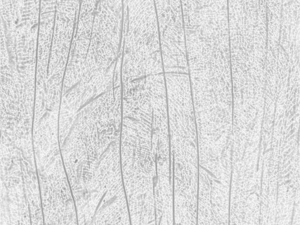 wood texture 10 pack game ready CG Texturen