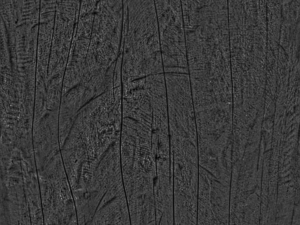 wood texture 10 pack game ready CG Texturen