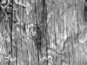 wood texture 10 pack game ready CG Texturen