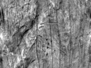 wood texture 10 pack game ready CG Texturen