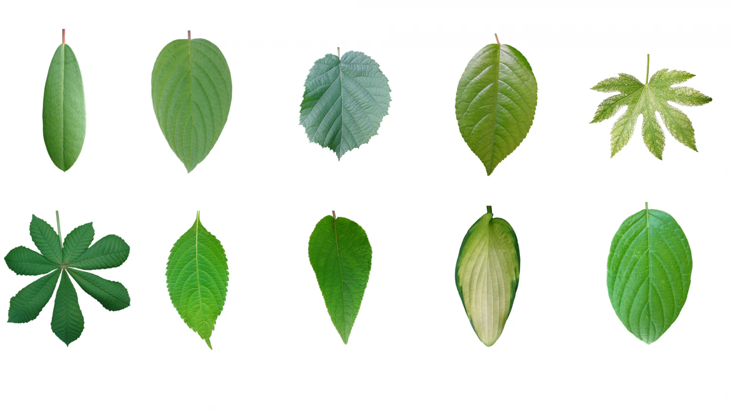 leaf texture 10 pack version 2 CG Textures .c4d .max .obj .3ds .fbx .stl .blend 
