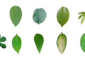 leaf texture 10 pack version 2 CG Textures