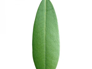 leaf texture 10 pack version 2 CG Textures