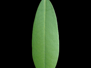 leaf texture 10 pack version 2 CG Textures