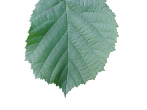 leaf texture 10 pack version 2 CG Textures
