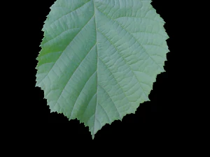 leaf texture 10 pack version 2 CG Textures