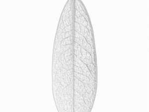 leaf texture 10 pack version 2 CG Textures