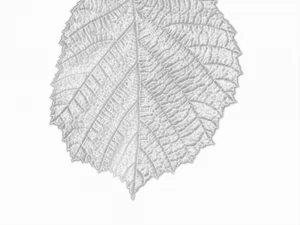 leaf texture 10 pack version 2 CG Textures