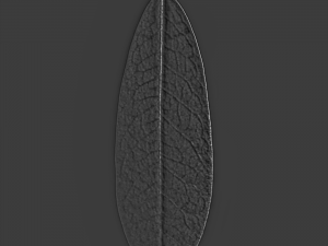 leaf texture 10 pack version 2 CG Textures