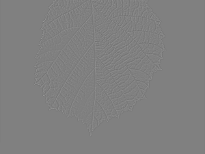 leaf texture 10 pack version 2 CG Textures