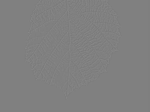 leaf texture 10 pack version 2 CG Textures