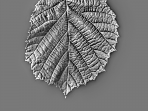 leaf texture 10 pack version 2 CG Textures