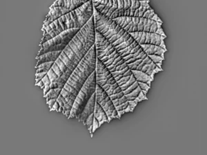 leaf texture 10 pack version 2 CG Textures