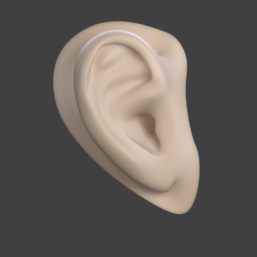ear 3D Model .c4d .max .obj .3ds .fbx .stl .blend 