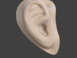 ear Model 3D