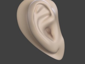 ear 3D Модель