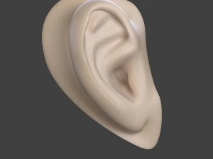 ear 3D Model