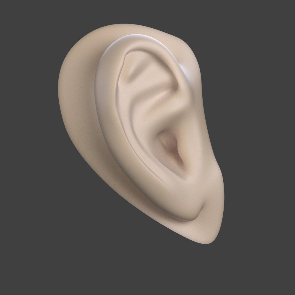 Ear Free 3d Model In Anatomy 3dexport