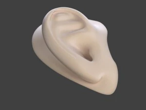ear 3D Model