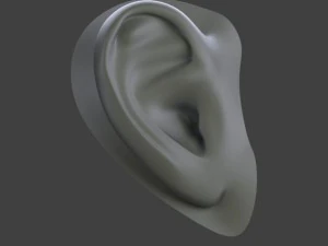 ear 3D Model