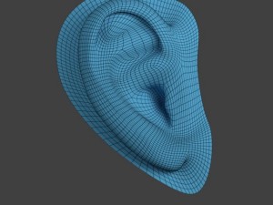 ear 3D Модель
