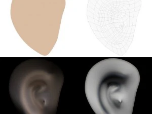 ear 3D Model